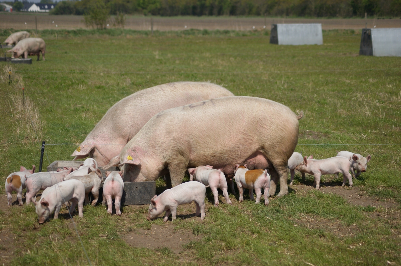 Schweinehaltung und Management