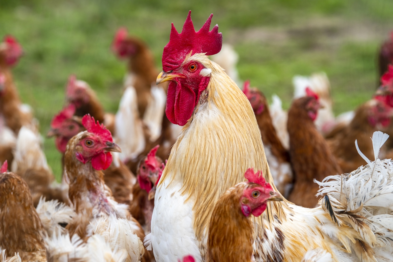  Poultry Farming and Management